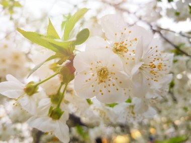 beyaz çiçekli bahar arkaplanı
