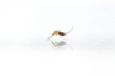 Beyaz arkaplanda küçük sivrisinek