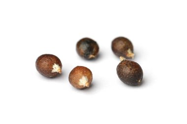 Beyaz arka planda Washingtonia robusta Meksika Fan Palm tohumu