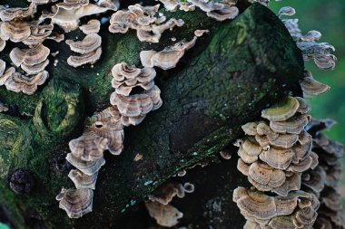 Ulusal Park 'taki bulut ormanında yeşil yosunlu ağaç gövdesinde Trametes mantarı.