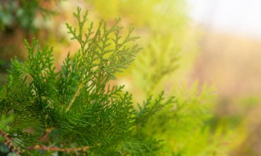 Taze yeşil yapraklar ve daima yeşil dallar ile soyut bulanık bir arka plan. Ebedi yeşilin genç dalları. Thuja yeşil yaprakları kopya alanı ve bokeh ışığı ile