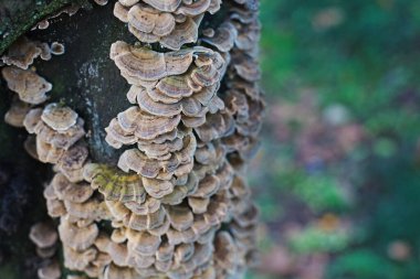 Medikal Trametleri İyileştirme Versicolor veya Türkiye Kuyruk Mantarları Vahşi Ormanda