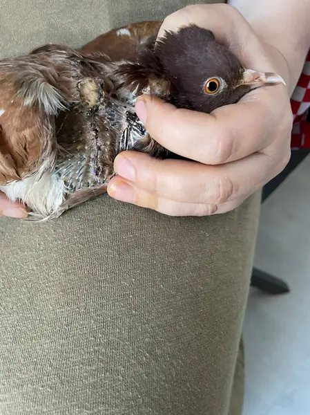 Pigeon with healing wound in animal hospital