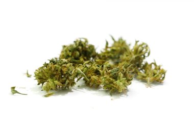 Bitkisel kenevir. Beyaz arka planda tıbbi marihuana tomurcuğu. Tıp konsepti. 