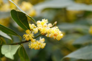 Laurel Çiçek 'in yakın çekimi. Laurel ağaçları. İlkbahar ve yaz Laurel çiçekleri