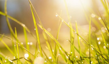 Çiğ yeşil çimenlerin üzerinde doğa arka plan damla