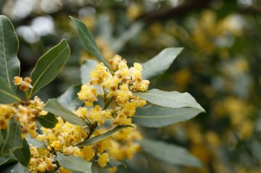 Çiçekli Laurus Nobilis. Bay Laurel, Sweet Bay, gerçek defne ya da Yunan defne doğası geçmişi