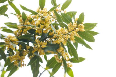 Laurel yaprakları ve çiçekler beyaz arka planda izole edilmiş. Laurus nobilis. Aromatik ve baharatlı gıda konsepti