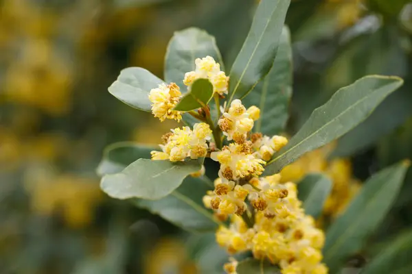 stock image Close-up of green plant leaf. Green Laurus nobilis tree branch with flowers and bay laurel leaves 