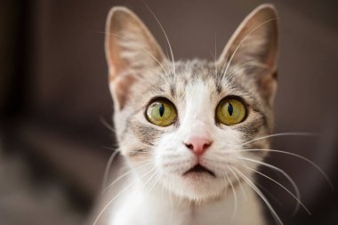 Güzel, genç bir tekir kedi, iç mekan portresi