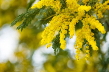 Akasya 'nın sarı çiçeği, parlak afiş arka planında gümüş gıdak kenarı. 