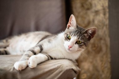 Beyaz ve gri tekir kedi sırt üstü uzanıyor, oturma odasında sevimli ve mutlu bir ifade var.