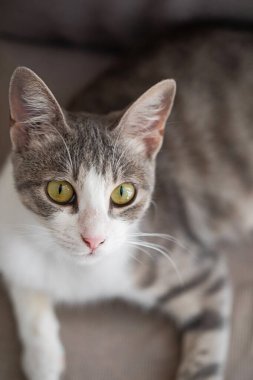 Sevimli kısa çizgili kedi evcil hayvanı.