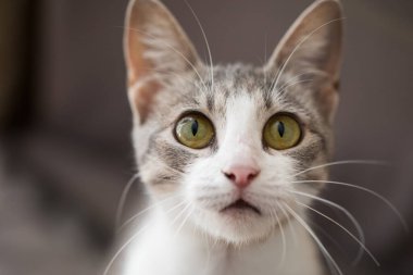 Ev kedisi, tekir kedi, ev portresi.