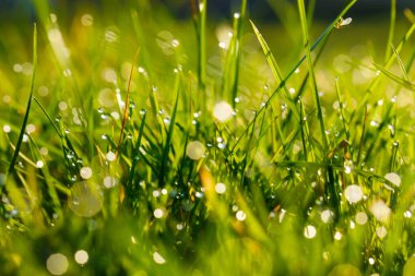 Yeşil çimen, su çiği ve güneşli bokeh ışığı ile soyut yaz arkaplanı, soyut yumuşak odak pankartı