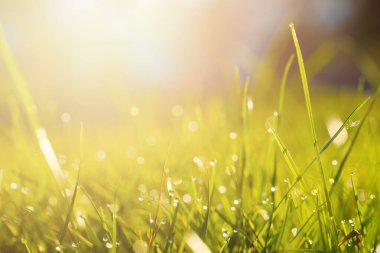 Ağaç ormanının bulanık yeşilliği