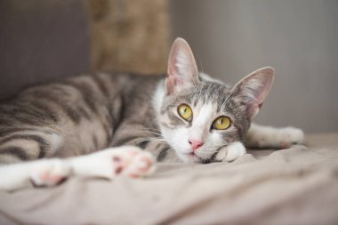 Çizgili tekir kedi dinleniyor ve eve bakıyor.