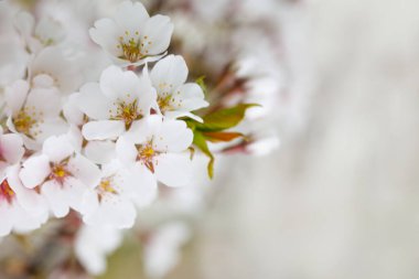 Bahar beyaz çiçeği, çiçek açan doğa arka planı.