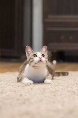 Sarı Gözlü Meraklı Tekir Kedi Huzur İçinde Dinleniyor