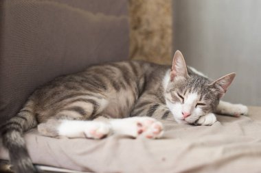 Yumuşak kedi evde uyuyor.