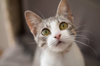 Genç bir tekir kedinin meraklı burnu ve gözleri.