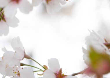 Beyaz çiçek çerçevesi, çiçek açan doğa arkaplanı.