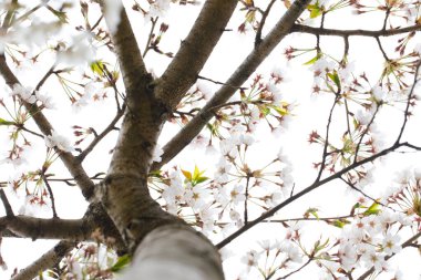 Beyaz çiçekli Sakura ağacı, bahar çiçeği doğa arka planı