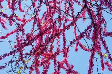 Çiçekli Cercis ağacı dalları, bahar arkaplanı.
