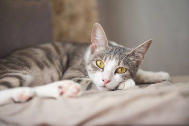 Yumuşak kedicik rahatlıyor ve eve bakıyor.