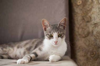 Sarı gözlü genç kedi portresi