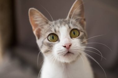 Sarı gözlü meraklı kedi portresi