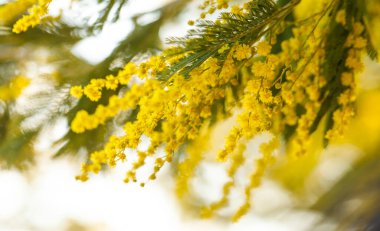 Mimosa Çiçeği ya da Gümüş Gıdaklama Dalları. Bahar Tatili Arkaplanı