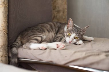 Çizgili gri, kahverengi ve beyaz renkli kedi evde uyuyor.