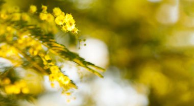 Çiçekli bokeh ışığıyla bulanık bahar arkaplanı