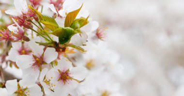 İlkbaharda Kiraz Ağacı 'nın çiçek açan dalı. Yumuşak odaklı yumuşak yapraklı beyaz çiçekler arka planda bulanıklık fotokopi alanı, sping mevsimi çiçeklerinin nazik güzelliği