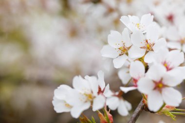 İlkbaharda kiraz çiçeği