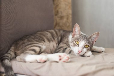 Evde dinlenen rüya tekir kedi.