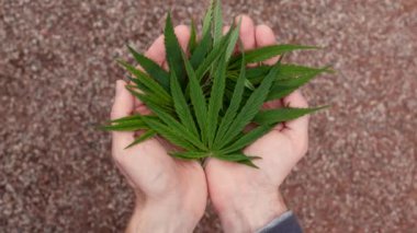 Elinde yeşil marihuana yaprakları. Marijuana Bağımlılığı