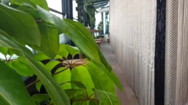 Asılı bir örümcek bitkisi ve rüzgarda esen beyaz bir perde.