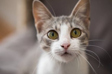 Şirin, genç bir tekir kedi, kapalı mekan portresi.