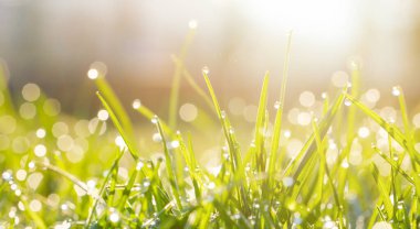 Güneşin doğuşunda sabah çiğ taneleriyle birlikte yeşil çimenler. Makro görüntü. Güzel yaz doğa geçmişi