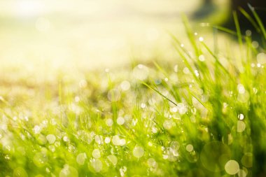Taze doğa yeşil çimen arka planda güneşli yaz gününde parkta