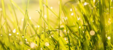 Yeşil çimen mevsimi güneşli yaz gününde arka plan bokeh