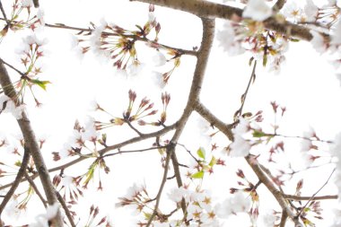 Beyaz bahar çiçekli Sakura arkaplanı
