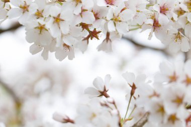 Kiraz çiçekleri, bulanık bahar mevsiminde beyaz çiçeklerle sınırdır.