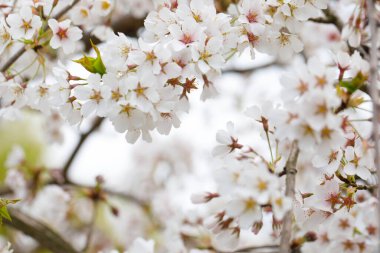 Beyaz çiçekli arka plan. Güneş ışığında beyaz kiraz çiçekleri