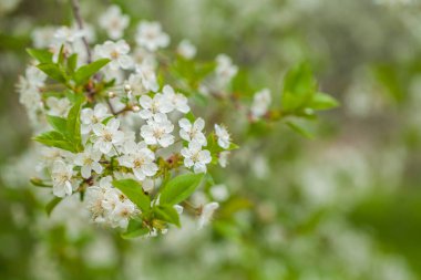 Yeşil yemyeşil arka planda beyaz kiraz ağacı çiçeği