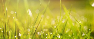 Sabah Çiyi Düşüren Yeşil Çimene, Güneşli Arkaplana