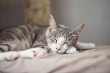 Evde uyuyan sevimli kedi yavrusu.