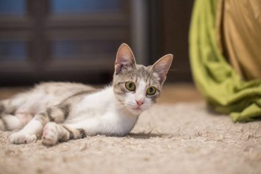 Kürklü kısa çizgili kedi evcil hayvanı.